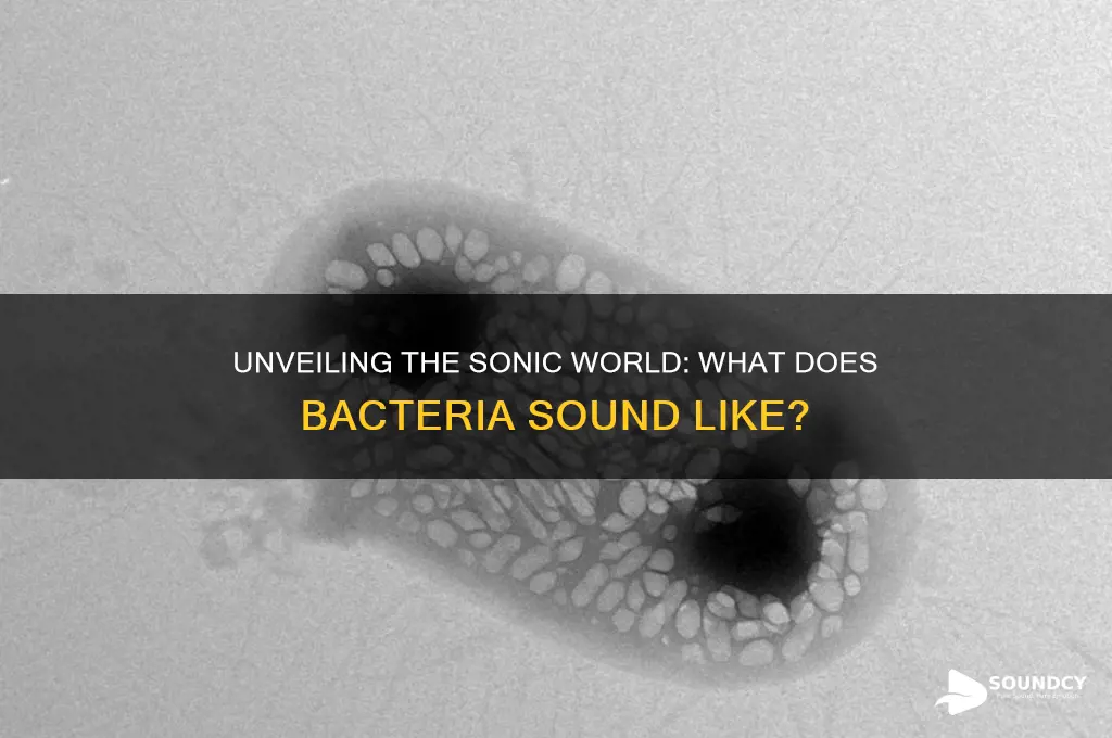 what does bacteria sound like