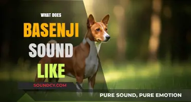 Unusual Basenji Sounds: Exploring Their Unique Vocalizations and Communication