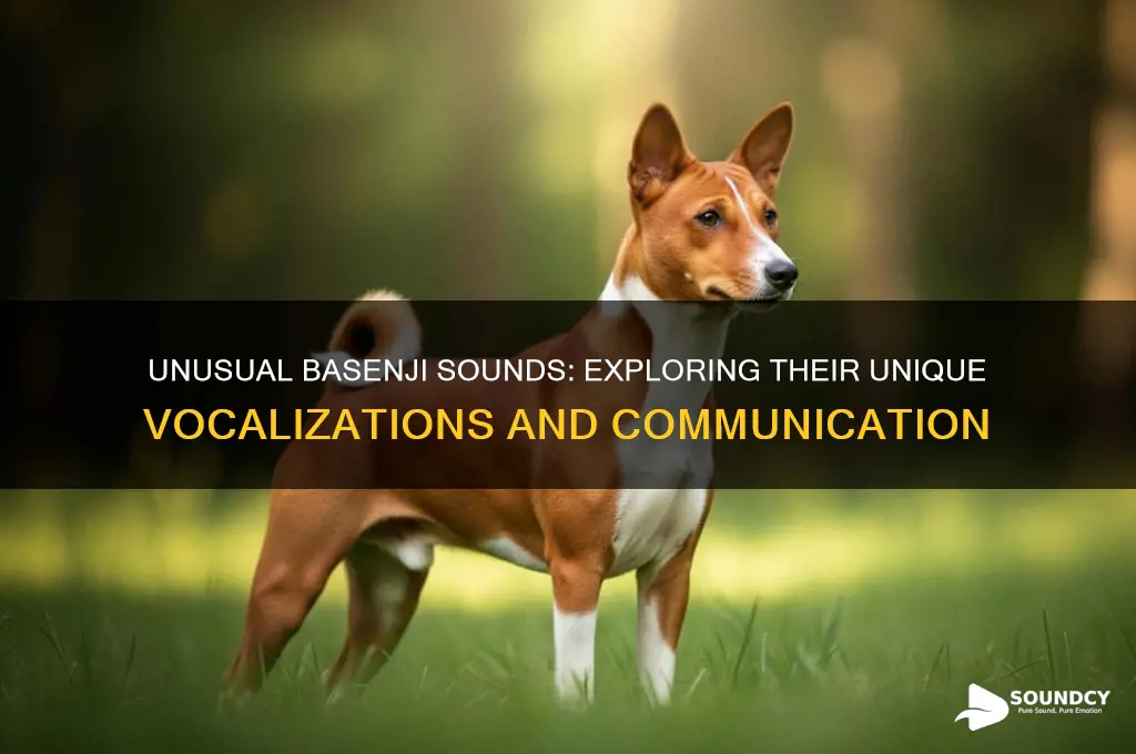what does basenji sound like