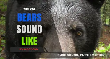 Unveiling the Unique Vocalizations: What Do Bears Sound Like?