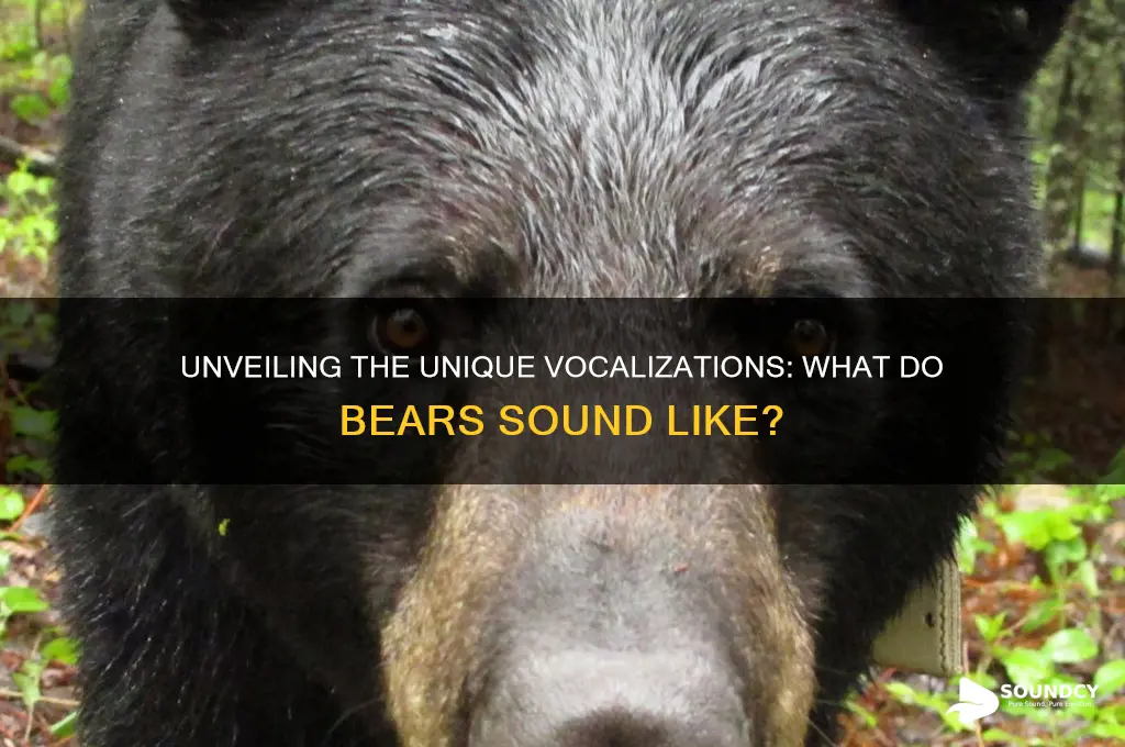 what does bears sound like