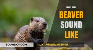 Unveiling the Unique Vocalizations: What Does a Beaver Sound Like?
