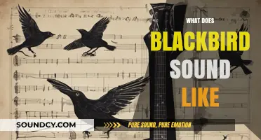 Exploring the Unique and Melodic Sounds of the Blackbird's Song
