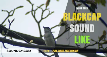 Discover the Unique, Melodic Song of the Blackcap Bird