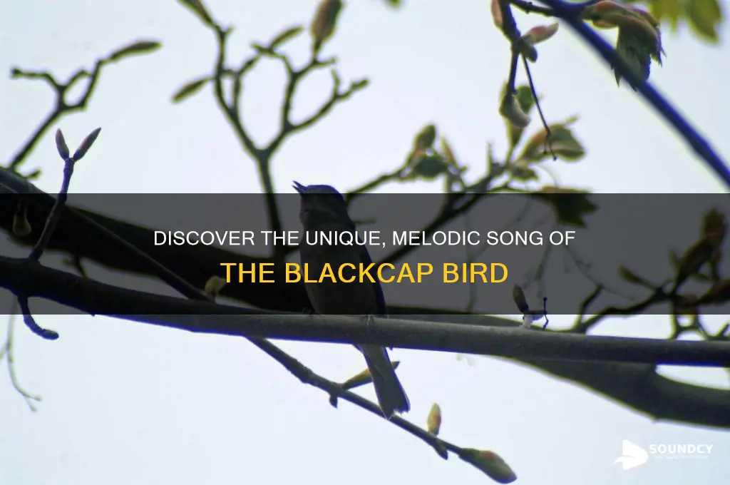 what does blackcap sound like
