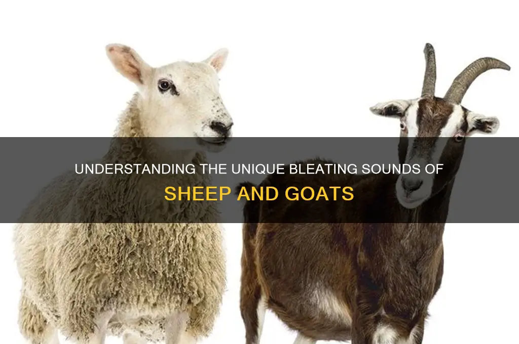 what does bleating sound like