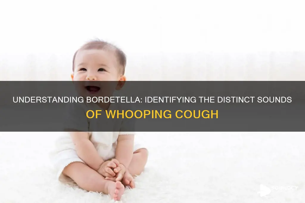 what does bordetella sound like