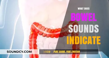 Understanding Bowel Sounds: What They Indicate About Your Digestive Health