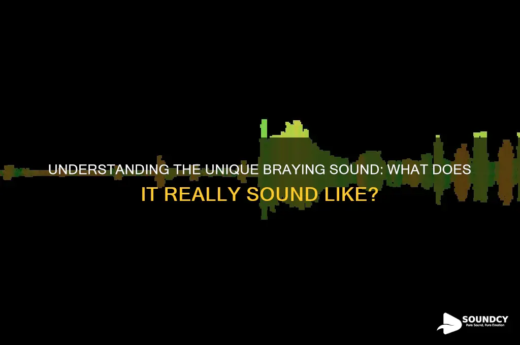 what does braying sound like