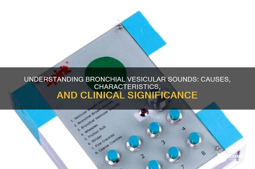 what does bronchial vesicular sounds