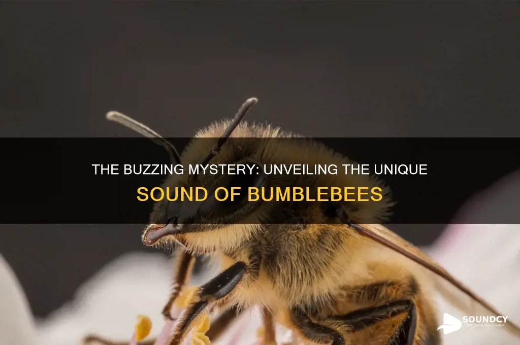 what does bumblebee sound like