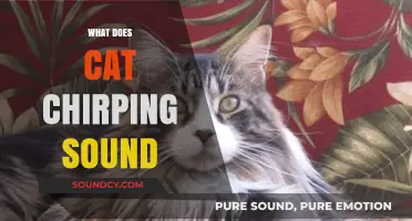 Understanding the Meaning Behind Your Cat's Chirping Sounds