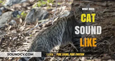 Understanding the Unique Vocalizations: What Does a Cat Sound Like?