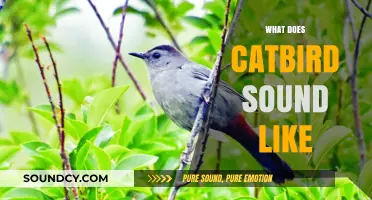 Discover the Unique and Enchanting Sounds of the Catbird's Song
