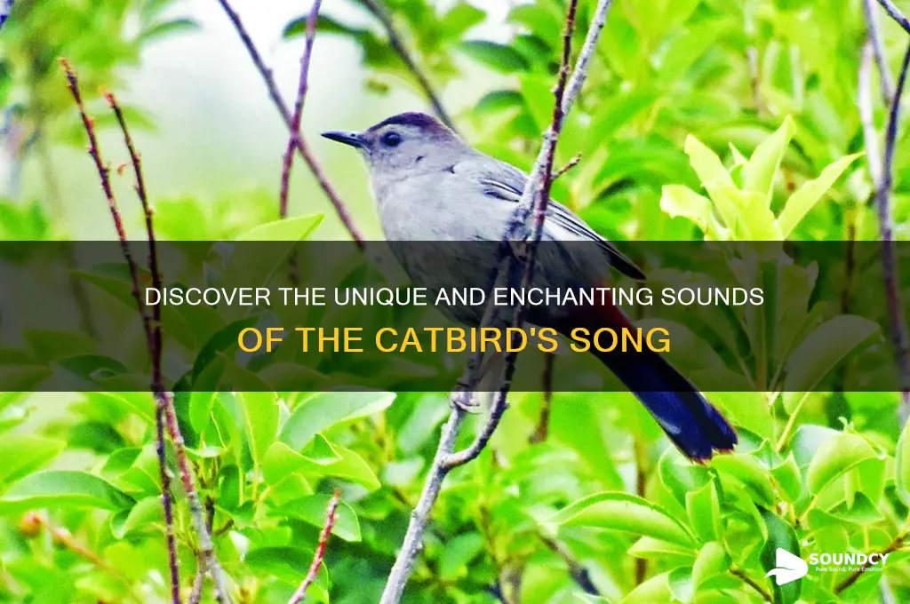 what does catbird sound like