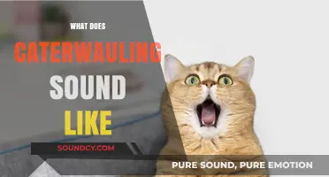 Unraveling the Eerie, Haunting Sounds of Caterwauling: What Does It Sound Like?
