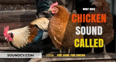 Understanding the Unique Sounds Chickens Make: Clucks, Crowing, and More