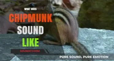 Discover the Unique Chipmunk Sound: A Guide to Their Vocalizations