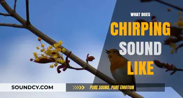 Decoding the Delightful Chirping Sounds: A Guide to Nature's Melodies
