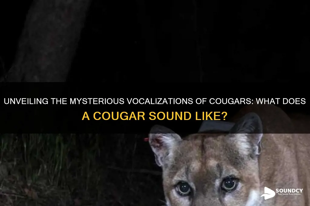 what does cougar sound like