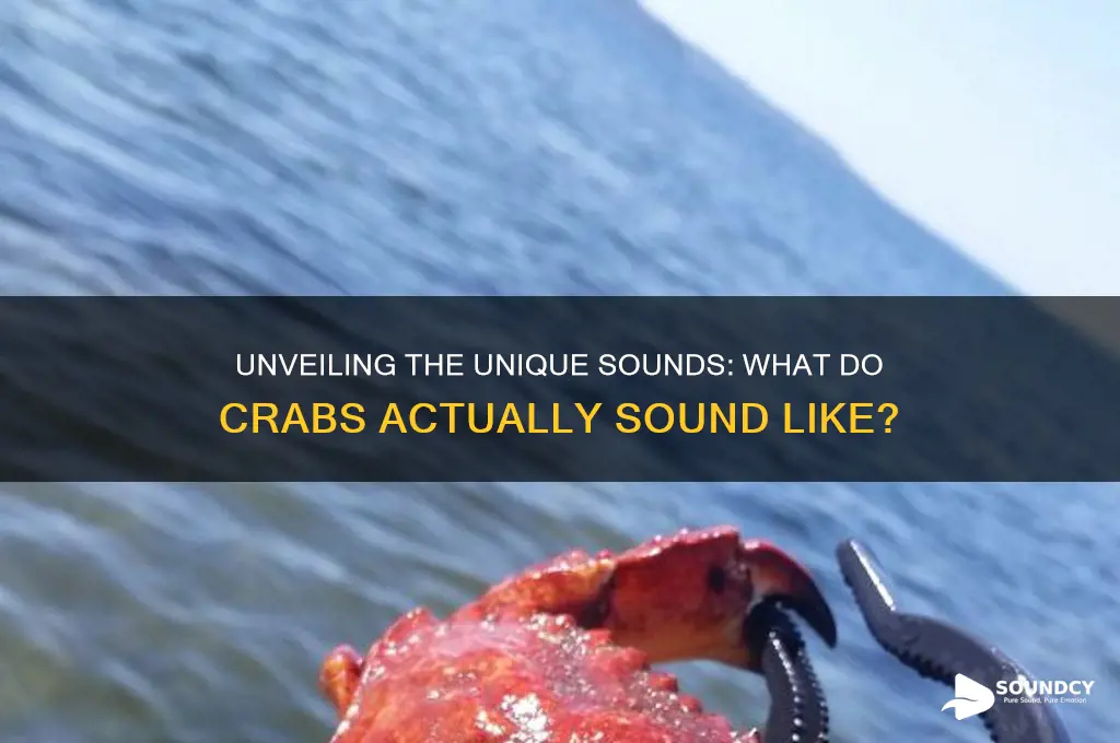 what does crabs sound like