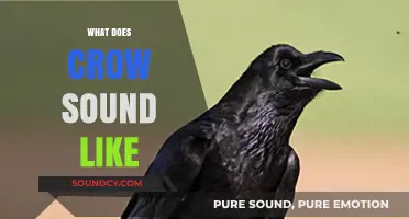 Unraveling the Distinctive Caw: What Does a Crow Sound Like?