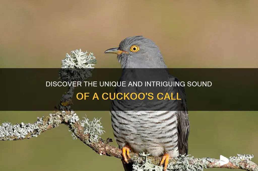 what does cuckoo sound like