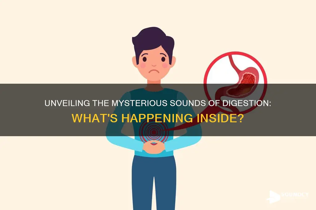 what does digestion sound like