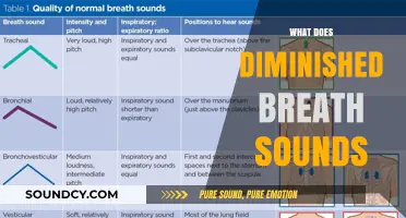 Understanding Diminished Breath Sounds: Causes, Diagnosis, and Treatment Options