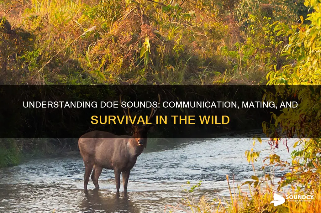 what does doe sound for
