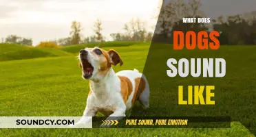 Understanding the Unique Sounds Dogs Make: Barks, Whines, and More