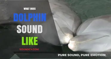 Exploring the Unique Vocalizations: What Does a Dolphin Sound Like?
