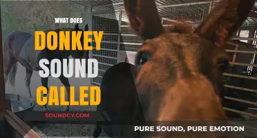 What is the Unique Sound a Donkey Makes Called?
