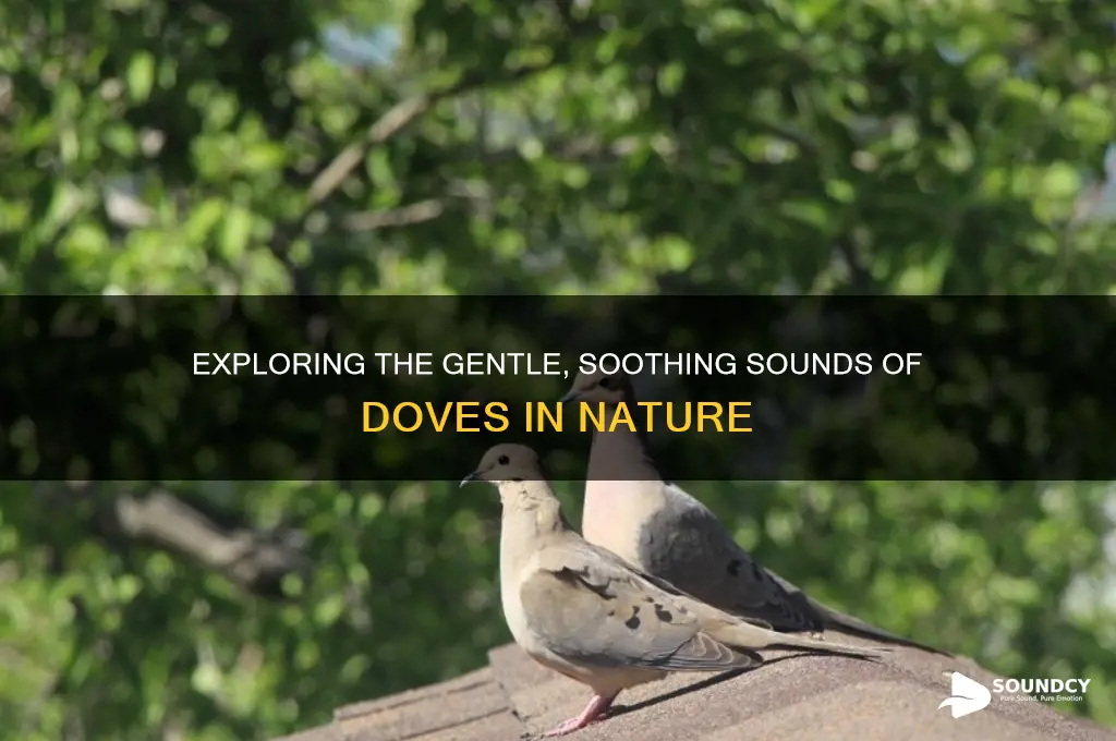 what does dove sound like