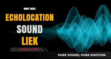 Unveiling the Sonic World: What Does Echolocation Sound Like?