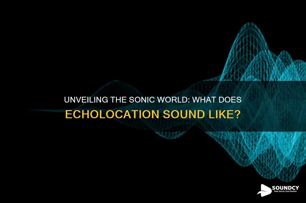 what does echolocation sound liek