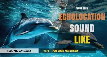 Unveiling the Mysterious Sounds of Echolocation in Nature