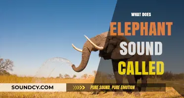 Unveiling the Majestic Trumpet: What is an Elephant's Sound Called?