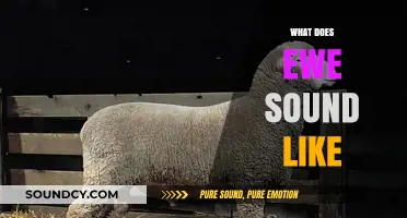 Unraveling the Unique Vocalizations: What Does an Ewe Sound Like?