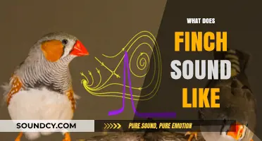 Discover the Unique and Enchanting Sounds of Finch Birdsong