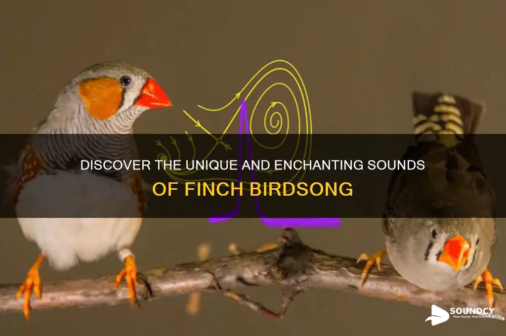 what does finch sound like