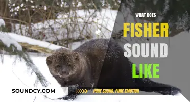 Unveiling the Unique Vocalizations: What Does a Fisher Sound Like?