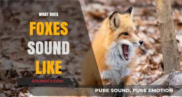 Unveiling the Unique Vocalizations: What Do Foxes Sound Like?