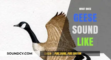 Honks and Calls: Uncovering the Unique Sounds of Geese
