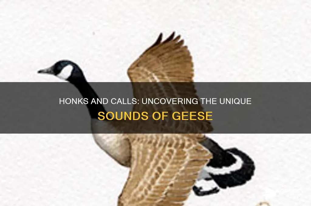 what does geese sound like