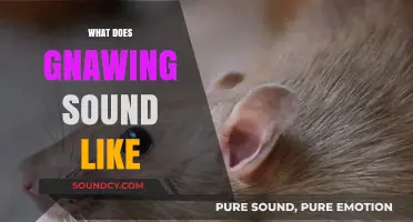 Decoding the Gnawing Sound: What It Really Sounds Like and Why
