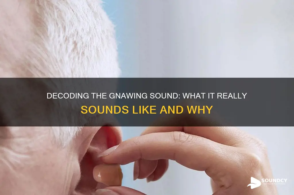 what does gnawing sound like