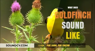 Discover the Enchanting Melodies: What Does a Goldfinch Sound Like?