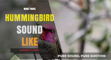 Discover the Unique and Enchanting Sounds of Hummingbirds in Nature
