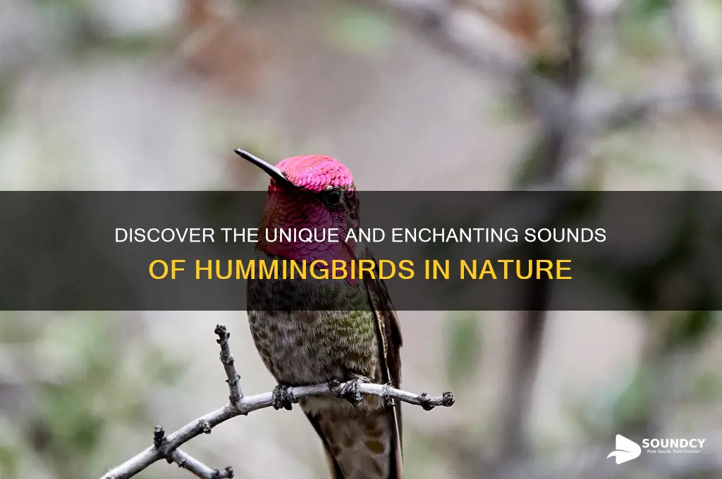 what does hummingbird sound like